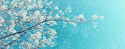 Snow Collecting on Branches in the Winter