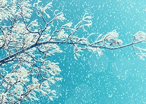 Snow falling behind a frozen branch